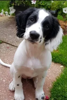 A happy dog on a walk