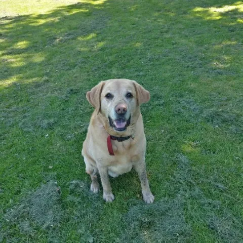A happy dog on a walk