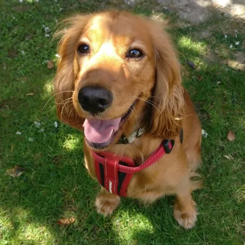 A happy dog out on a woodland walk