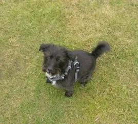 A happy dog on a walk